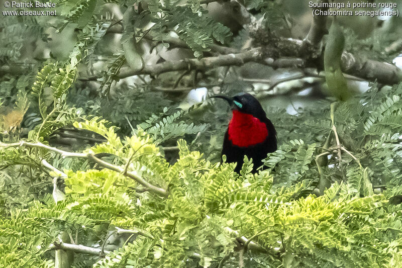 Souimanga à poitrine rougeadulte