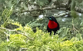 Scarlet-chested Sunbird