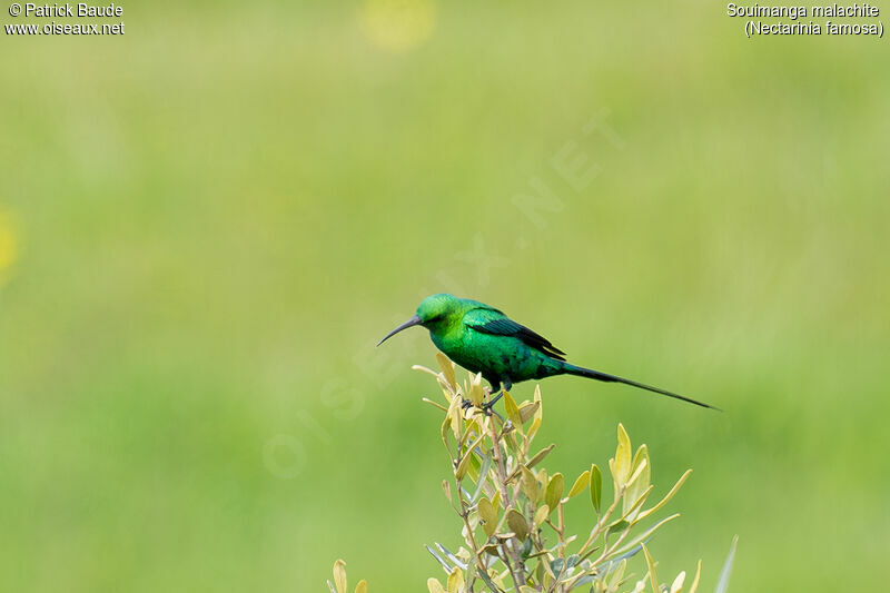 Souimanga malachite mâle adulte