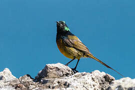 Orange-breasted Sunbird