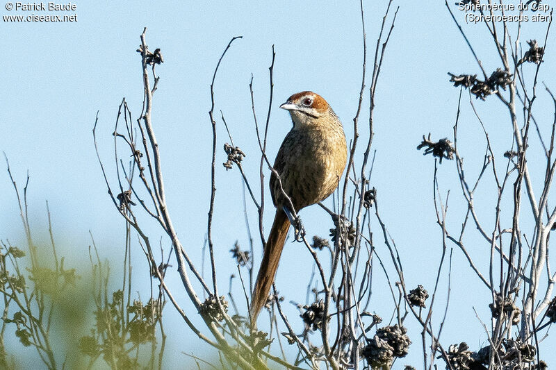 Cape Grassbirdadult