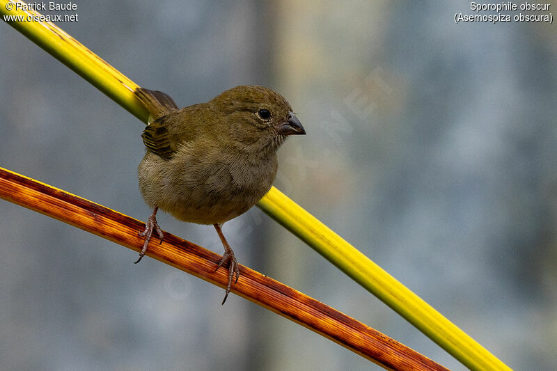 Dull-colored Grassquitadult