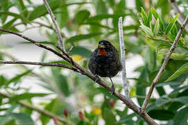 Lesser Antillean Bullfinch