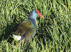 African Swamphen