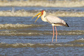 Yellow-billed Stork