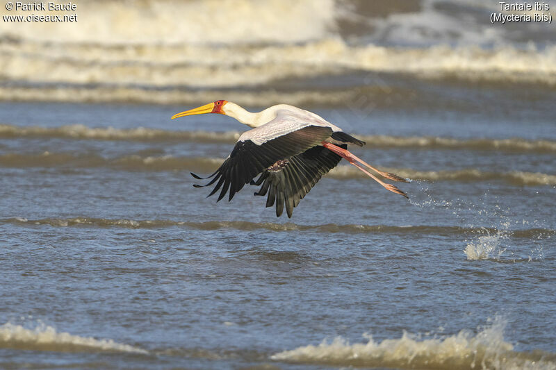 Tantale ibis