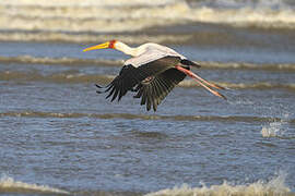 Yellow-billed Stork