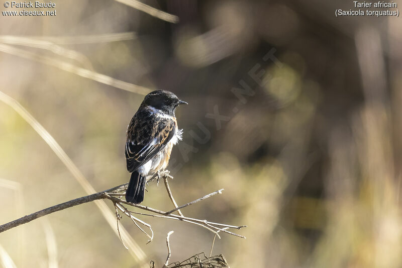 African Stonechat male adult