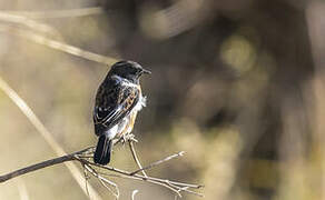 African Stonechat