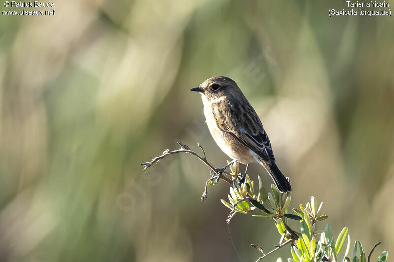 African Stonechat female adult