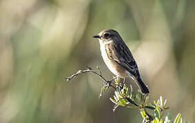 African Stonechat