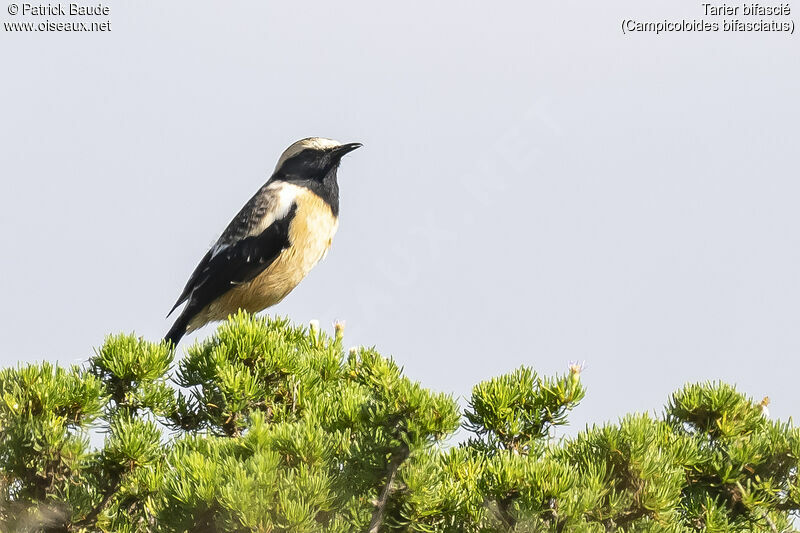 Buff-streaked Chatadult