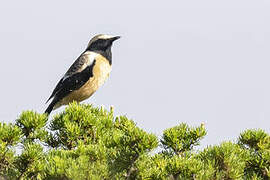 Buff-streaked Chat