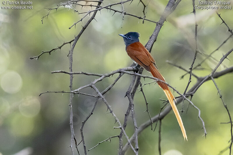 African Paradise Flycatcher male adult