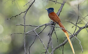 African Paradise Flycatcher