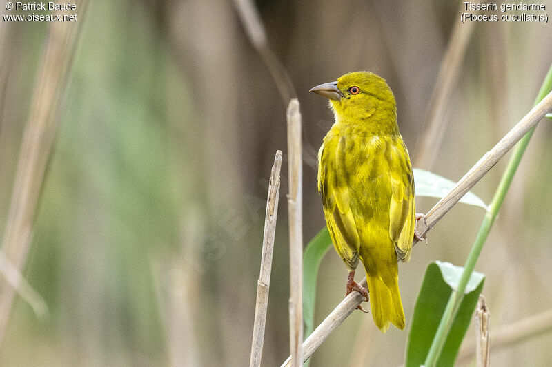 Village Weaver female adult