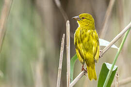 Village Weaver