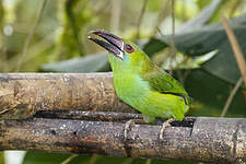 Toucanet à croupion rouge