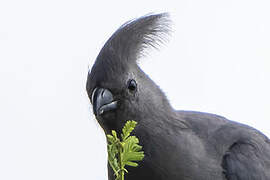 Grey Go-away-bird