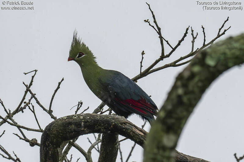 Livingstone's Turacoadult