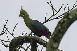 Livingstone's Turaco