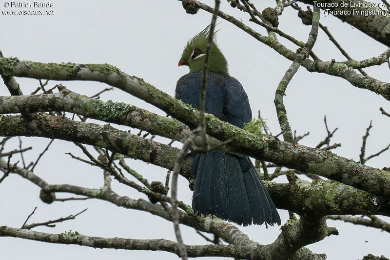 Livingstone's Turacoadult