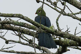 Livingstone's Turaco