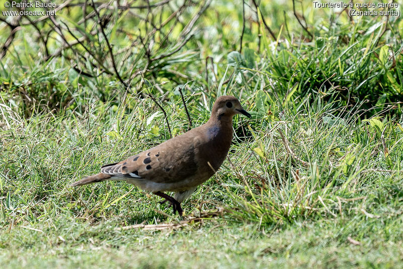 Zenaida Dove