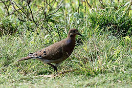 Zenaida Dove