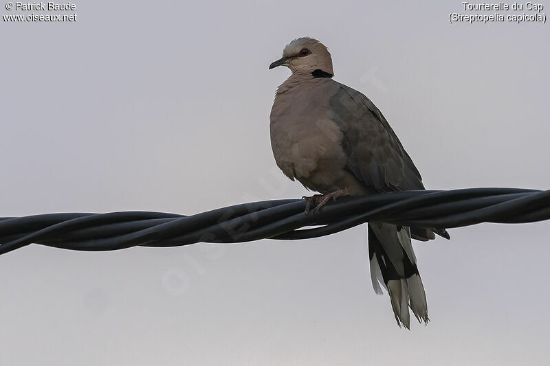 Ring-necked Dove