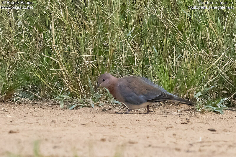 Laughing Doveadult