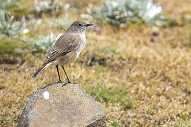 Sickle-winged Chat