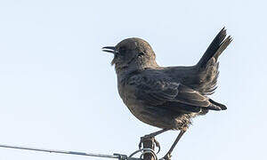 Ant-eating Chat