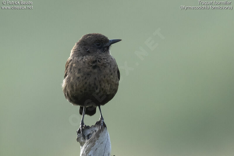 Ant-eating Chat male adult