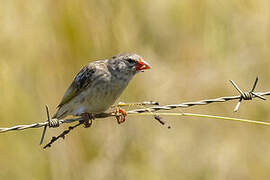 Red-billed Quelea