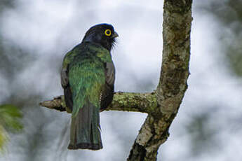 Trogon à lunettes jaunes