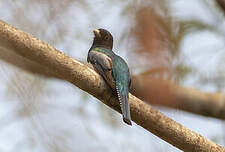 Trogon d'Amazonie