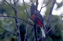 Trogon de Baird