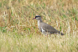 Crowned Lapwing