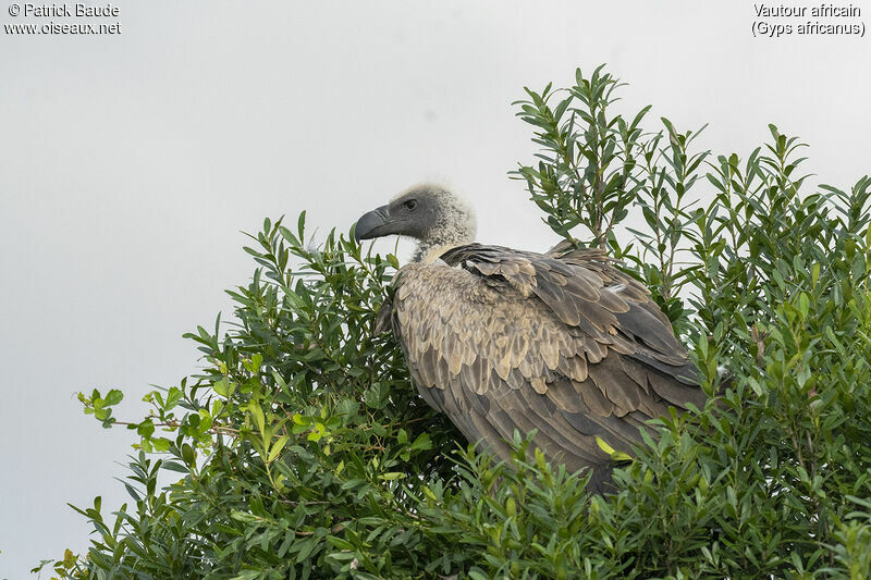 White-backed Vultureadult