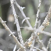 Shaft-tailed Whydah