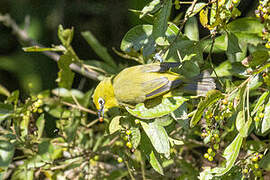 Cape White-eye