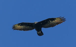 Verreaux's Eagle - Aquila verreauxii