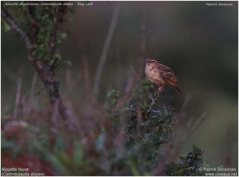 Fawn-colored Lark male adult, identification, song