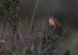 Fawn-colored Lark