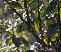 Bulbul oreillard