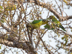 Conure couronnée