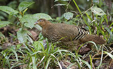 Coq de Lafayette