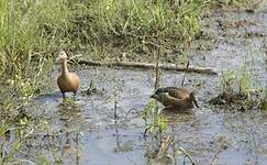 Dendrocygne siffleur