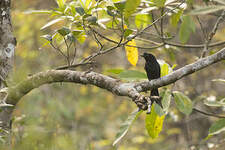 Drongo du Sri Lanka